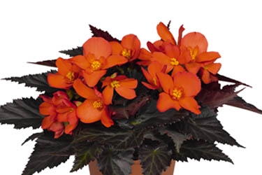 Begonia Unstoppable Variety Image Upright Fire.jpg